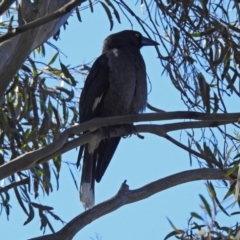 Strepera versicolor at Tuggeranong DC, ACT - 2 Aug 2019 12:08 PM