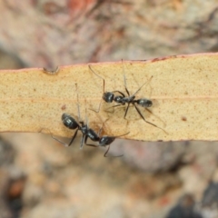 Iridomyrmex mayri at Acton, ACT - 2 Aug 2019 by TimL