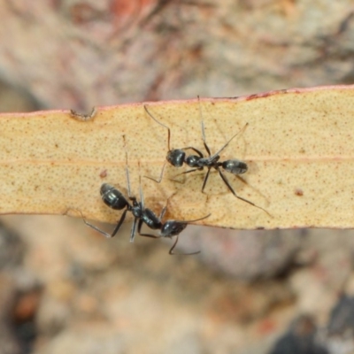 Iridomyrmex mayri at Acton, ACT - 2 Aug 2019 by TimL