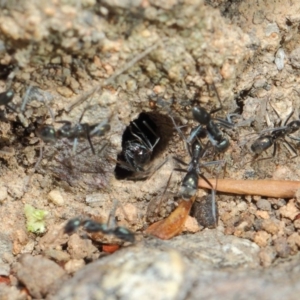 Iridomyrmex mayri at Acton, ACT - 2 Aug 2019 01:34 PM