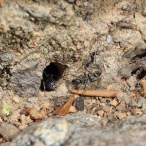 Iridomyrmex mayri at Acton, ACT - 2 Aug 2019 01:34 PM