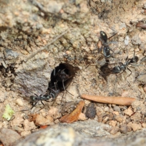 Iridomyrmex mayri at Acton, ACT - 2 Aug 2019