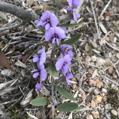 Hovea heterophylla (Common Hovea) at Mount Taylor - 3 Aug 2019 by PeterR