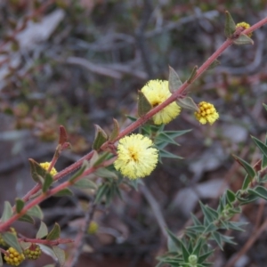 Acacia gunnii at Carwoola, NSW - 3 Aug 2019 09:53 AM