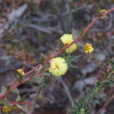 Acacia gunnii (Ploughshare Wattle) at Carwoola, NSW - 2 Aug 2019 by KumikoCallaway