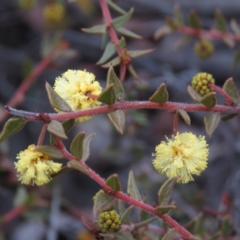 Acacia gunnii at Carwoola, NSW - 3 Aug 2019