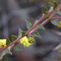 Acacia gunnii at Carwoola, NSW - 3 Aug 2019 09:53 AM