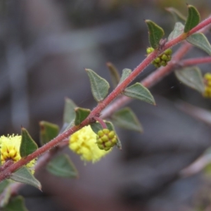 Acacia gunnii at Carwoola, NSW - 3 Aug 2019 09:53 AM