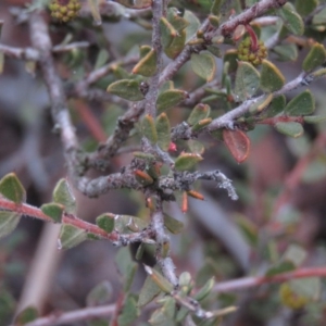 Acacia gunnii at Carwoola, NSW - 3 Aug 2019 09:53 AM