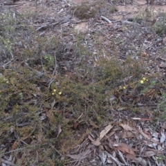 Acacia gunnii at Carwoola, NSW - 3 Aug 2019 09:53 AM