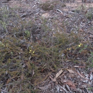 Acacia gunnii at Carwoola, NSW - 3 Aug 2019