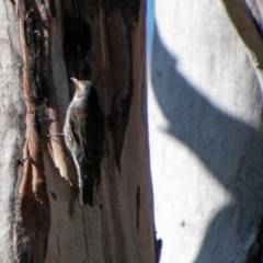 Climacteris erythrops (Red-browed Treecreeper) at Rendezvous Creek, ACT - 3 Aug 2019 by SWishart