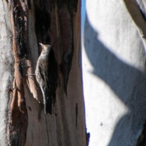 Climacteris erythrops at Rendezvous Creek, ACT - 3 Aug 2019