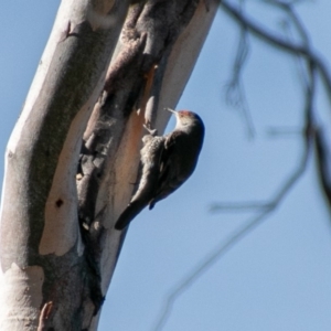 Climacteris erythrops at Rendezvous Creek, ACT - 3 Aug 2019