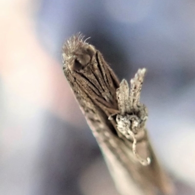 Lepidoscia (genus) IMMATURE (Unidentified Cone Case Moth larva, pupa, or case) at Aranda Bushland - 23 Jul 2019 by CathB