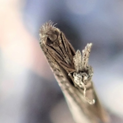 Lepidoscia (genus) ADULT (A Case moth) at Dunlop, ACT - 23 Jul 2019 by CathB