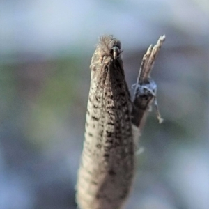 Lepidoscia (genus) ADULT at Dunlop, ACT - 23 Jul 2019 04:01 PM