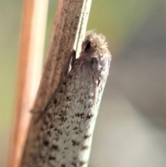 Lepidoscia (genus) ADULT at Dunlop, ACT - 23 Jul 2019