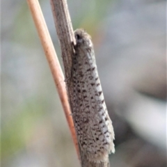 Lepidoscia (genus) ADULT at Dunlop, ACT - 23 Jul 2019