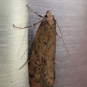 Oecophoridae provisional group 5 at Cook, ACT - 26 Jul 2019 09:29 AM