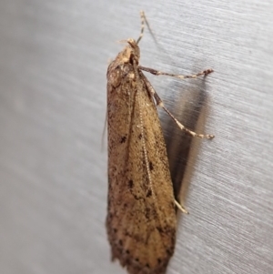 Oecophoridae provisional group 5 at Cook, ACT - 26 Jul 2019 09:29 AM