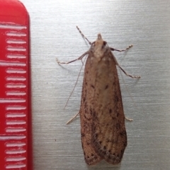 Oecophoridae provisional group 5 at Cook, ACT - 26 Jul 2019 09:29 AM