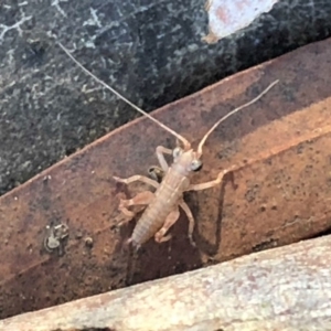 Tettigoniidae (family) at Cook, ACT - 30 Jul 2019