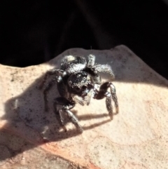 Salpesia sp. (genus) (Salpesia Jumping Spider) at Mount Painter - 2 Aug 2019 by CathB