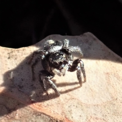 Salpesia sp. (genus) (Salpesia Jumping Spider) at Cook, ACT - 2 Aug 2019 by CathB