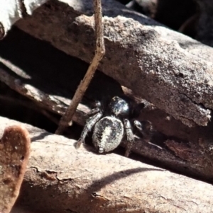 Salpesia sp. (genus) at Cook, ACT - 2 Aug 2019