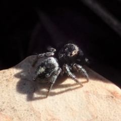 Salpesia sp. (genus) at Cook, ACT - 2 Aug 2019