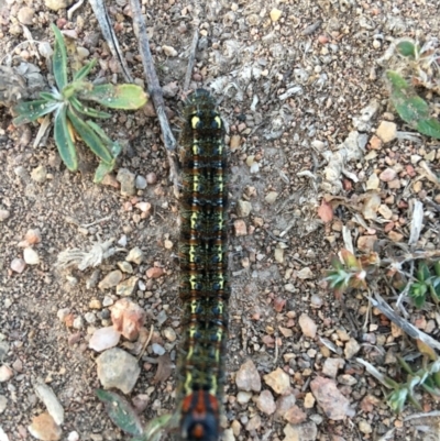 Apina callisto (Pasture Day Moth) at Red Hill to Yarralumla Creek - 3 Aug 2019 by KL