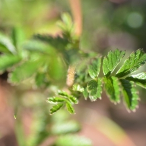 Acaena novae-zelandiae at Wamboin, NSW - 9 Feb 2019