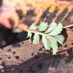 Acaena novae-zelandiae at Wamboin, NSW - 9 Feb 2019