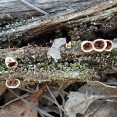 Nidula sp. (A bird's nest fungus) at Aranda Bushland - 2 Aug 2019 by CathB