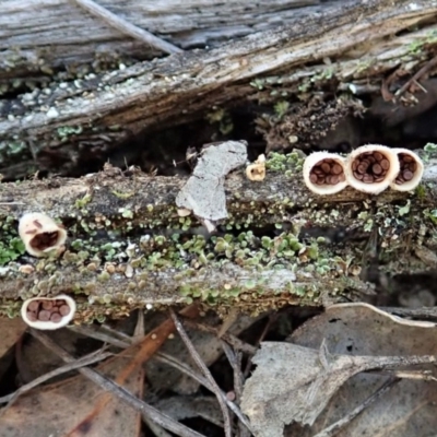 Nidula sp. (A bird's nest fungus) at Aranda Bushland - 2 Aug 2019 by CathB