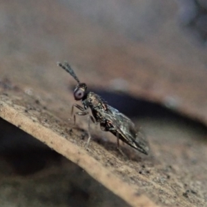 Chalcidoidea (superfamily) at Dunlop, ACT - 2 Aug 2019 04:02 PM