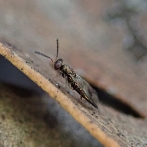 Chalcidoidea (superfamily) at Dunlop, ACT - 2 Aug 2019