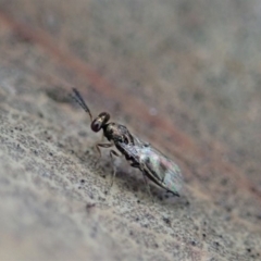 Chalcidoidea (superfamily) at Dunlop, ACT - 2 Aug 2019 04:02 PM