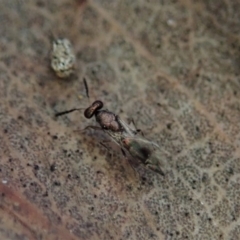 Chalcidoidea (superfamily) at Dunlop, ACT - 2 Aug 2019 04:02 PM