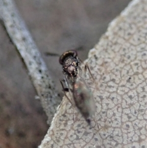 Chalcidoidea (superfamily) at Dunlop, ACT - 2 Aug 2019 04:02 PM