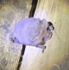 Nyctophilus sp. (genus) (A long-eared bat) at Richardson, ACT - 3 Aug 2019 by Ash295