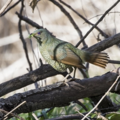 Ptilonorhynchus violaceus (Satin Bowerbird) at Macgregor, ACT - 30 Jul 2019 by AlisonMilton