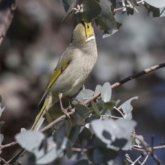 Ptilotula penicillata (White-plumed Honeyeater) at Jarramlee Pond - 30 Jul 2019 by Alison Milton