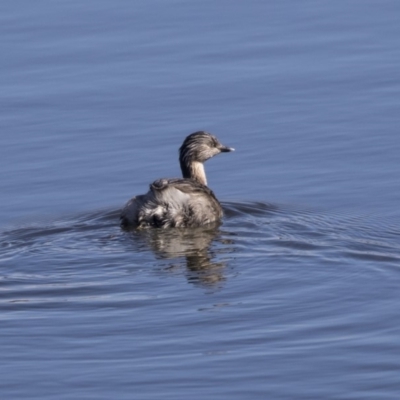 Poliocephalus poliocephalus (Hoary-headed Grebe) at Dunlop, ACT - 30 Jul 2019 by Alison Milton