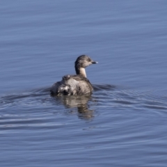 Poliocephalus poliocephalus (Hoary-headed Grebe) at Dunlop, ACT - 30 Jul 2019 by Alison Milton