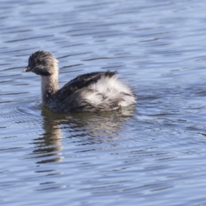 Poliocephalus poliocephalus at Dunlop, ACT - 30 Jul 2019 11:44 AM