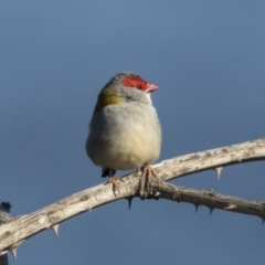 Neochmia temporalis (Red-browed Finch) at Dunlop, ACT - 30 Jul 2019 by AlisonMilton