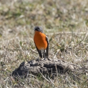 Petroica phoenicea at Dunlop, ACT - 30 Jul 2019