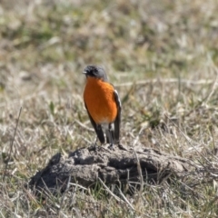 Petroica phoenicea (Flame Robin) at Dunlop, ACT - 30 Jul 2019 by Alison Milton